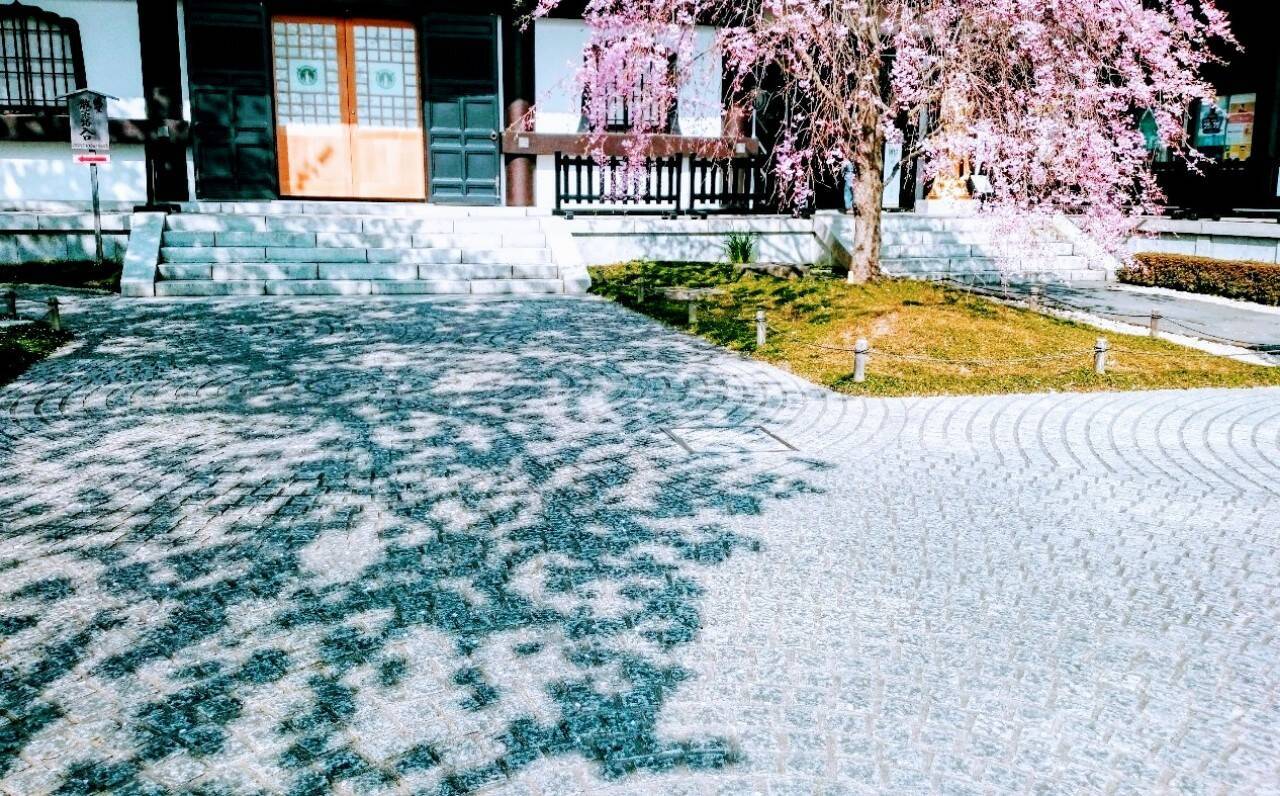 鎌倉『長谷寺』で奈良とのつながりを感じるお花見を