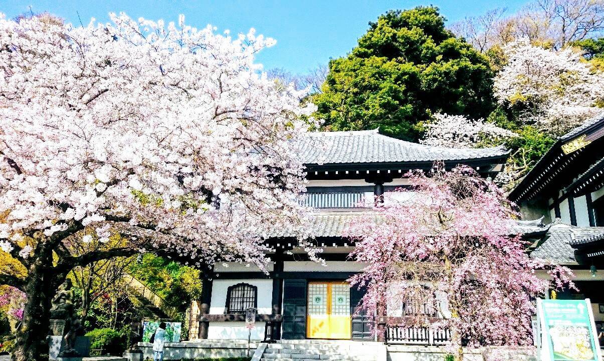 鎌倉『長谷寺』で奈良とのつながりを感じるお花見を