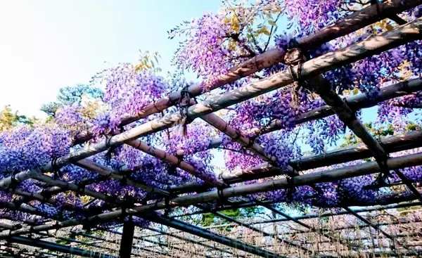 「夕焼けに映える桜、西方浄土ここにあり。京都『平等院鳳凰堂』」の画像