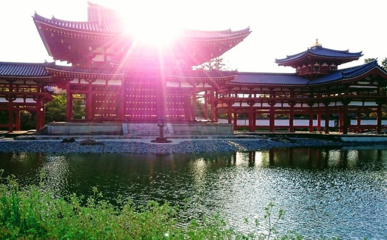 夕焼けに映える桜、西方浄土ここにあり。京都『平等院鳳凰堂』
