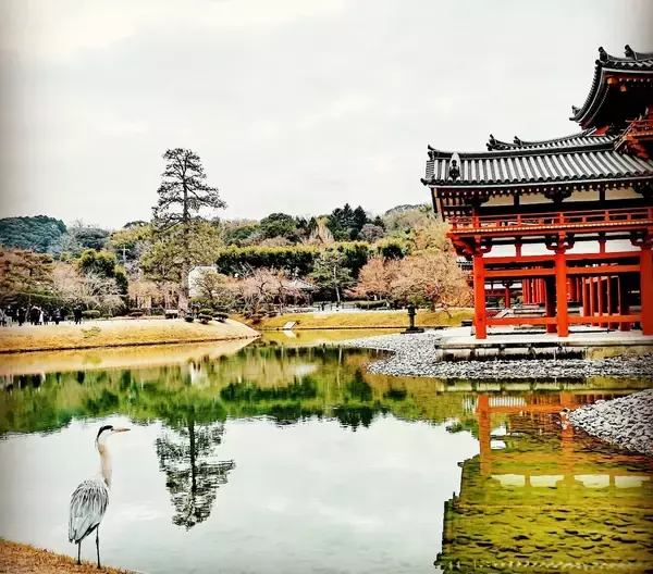 「夕焼けに映える桜、西方浄土ここにあり。京都『平等院鳳凰堂』」の画像