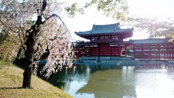 「夕焼けに映える桜、西方浄土ここにあり。京都『平等院鳳凰堂』」の画像