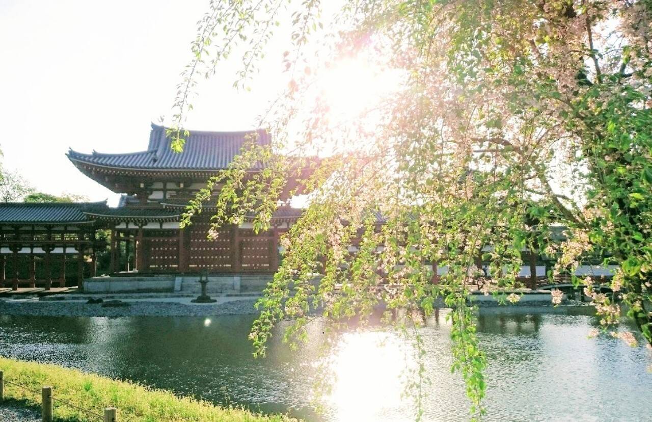 夕焼けに映える桜、西方浄土ここにあり。京都『平等院鳳凰堂』