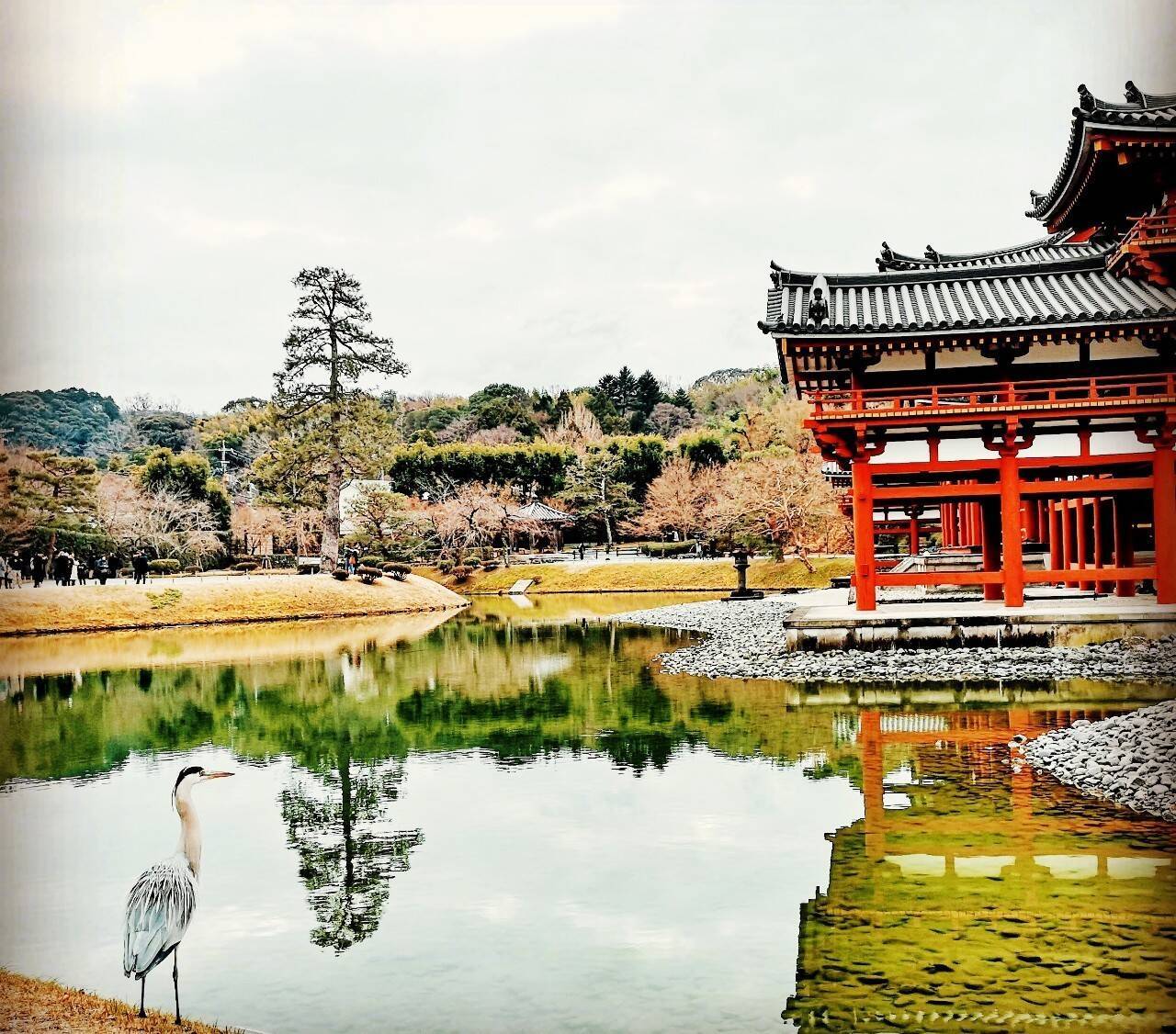 夕焼けに映える桜、西方浄土ここにあり。京都『平等院鳳凰堂』