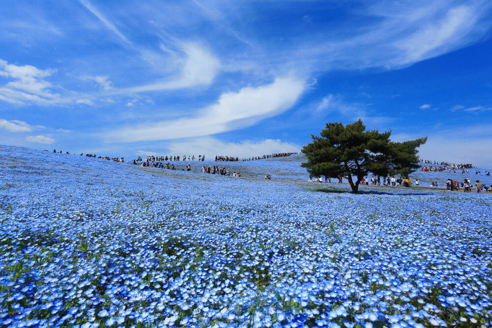 Gw２０１９おすすめスポット お花畑に圧倒される 東京近郊絶景６選 19年4月22日 エキサイトニュース