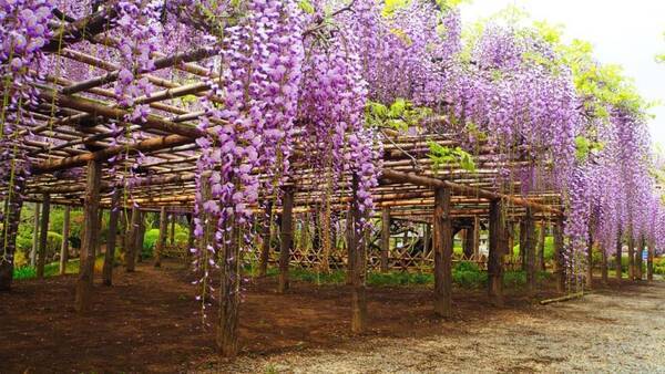 1本の木に会いに行く 2 牛島の藤 埼玉県 19年4月26日 エキサイトニュース 1本の木に会いに行く 2 牛島の藤 埼玉県 19年4月26日 エキサイトニュース