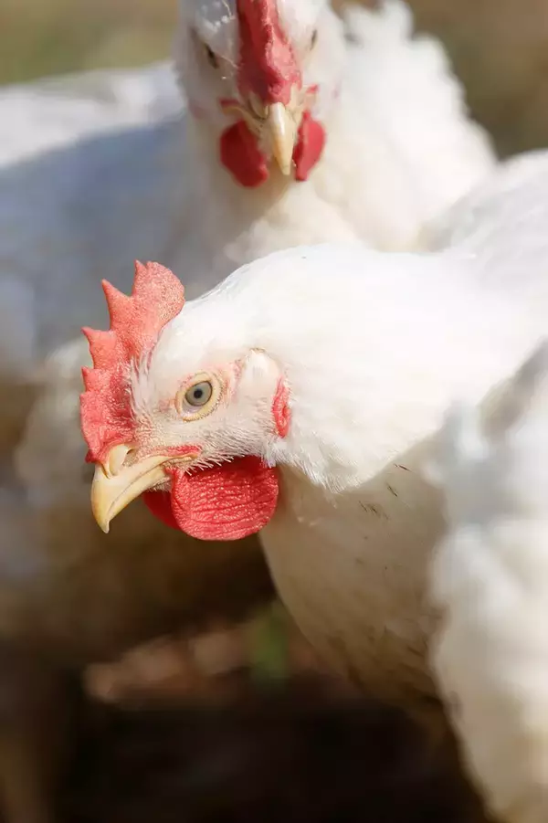 「金賞受賞の塚田農場プラスの弁当、どこが特別なの？こだわりポイントは？」の画像