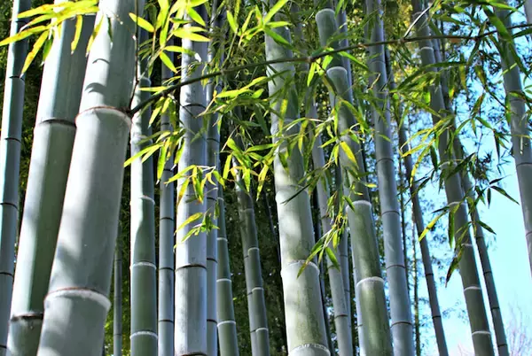 「【行ってよかった国内旅行】ぶらりと旅したいとき思いだしてほしい犬山の魅力」の画像