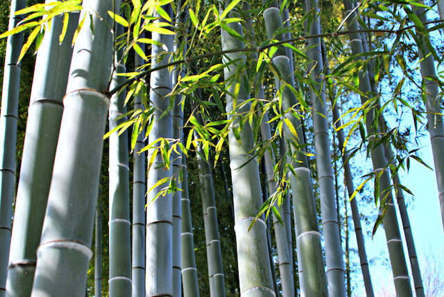 【行ってよかった国内旅行】ぶらりと旅したいとき思いだしてほしい犬山の魅力