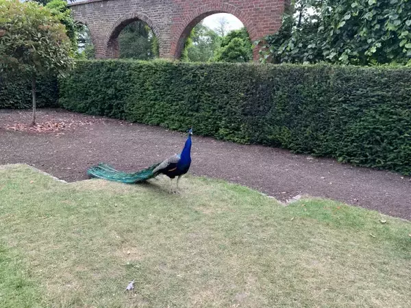 「日本庭園がお気に入り！？放し飼いの孔雀がいる、ロンドン・ホランドパーク【現地ルポ】」の画像