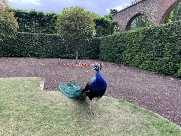 「日本庭園がお気に入り！？放し飼いの孔雀がいる、ロンドン・ホランドパーク【現地ルポ】」の画像