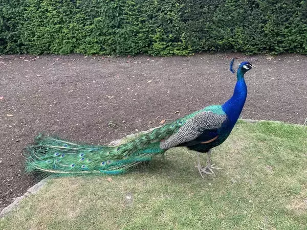 「日本庭園がお気に入り！？放し飼いの孔雀がいる、ロンドン・ホランドパーク【現地ルポ】」の画像