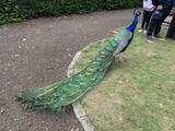 「日本庭園がお気に入り！？放し飼いの孔雀がいる、ロンドン・ホランドパーク【現地ルポ】」の画像13