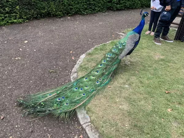 「日本庭園がお気に入り！？放し飼いの孔雀がいる、ロンドン・ホランドパーク【現地ルポ】」の画像