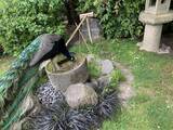 「日本庭園がお気に入り！？放し飼いの孔雀がいる、ロンドン・ホランドパーク【現地ルポ】」の画像17