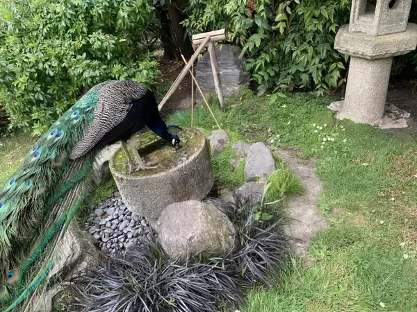 「日本庭園がお気に入り！？放し飼いの孔雀がいる、ロンドン・ホランドパーク【現地ルポ】」の画像