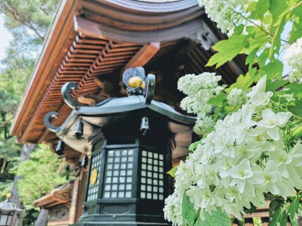 水無月に花とお寺と縁を結んで 東京 高幡不動尊あじさいまつり 19年6月21日 エキサイトニュース