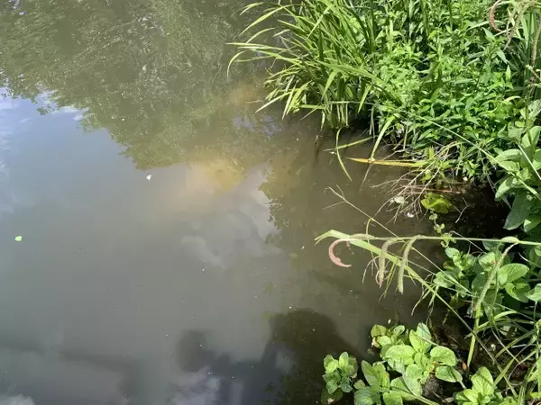 「【現地ルポ】池で泳げるロンドン最大の公園「ハムステッド・ヒース」って？」の画像