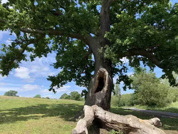 「【現地ルポ】池で泳げるロンドン最大の公園「ハムステッド・ヒース」って？」の画像