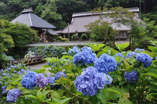 風鈴と紫陽花のコラボも 梅雨の風物詩 紫陽花 を古都京都で楽しみたい 19年6月21日 エキサイトニュース