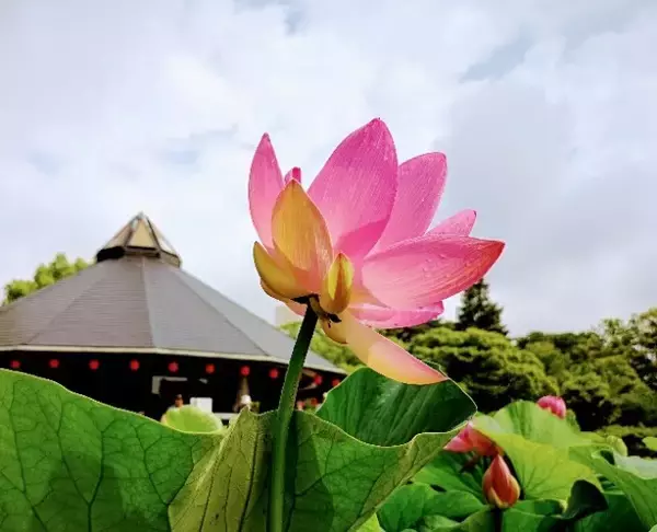 「ハスの花が開く。その奇跡の瞬間を撮りに「千葉公園」へ行こう！」の画像