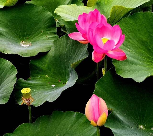ハスの花が開く。その奇跡の瞬間を撮りに「千葉公園」へ行こう！