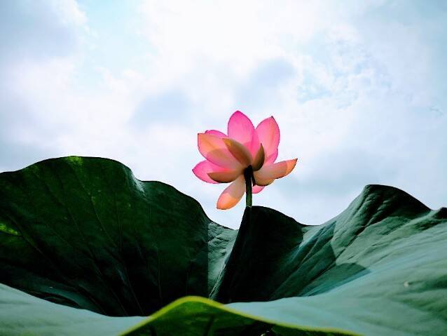 ハスの花が開く。その奇跡の瞬間を撮りに「千葉公園」へ行こう！