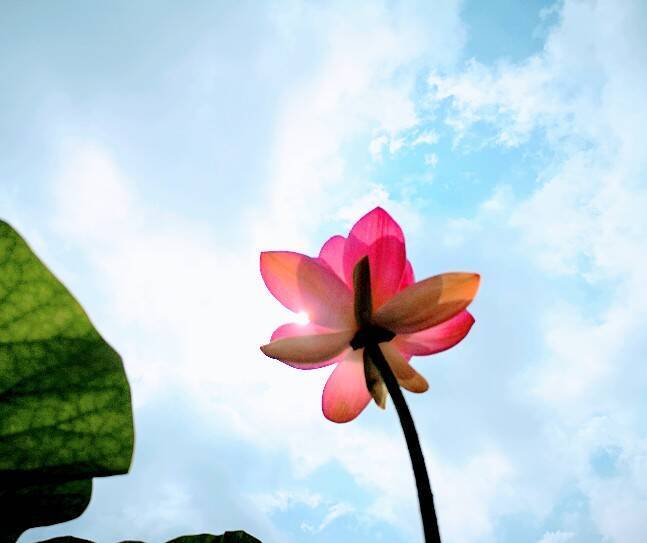 ハスの花が開く。その奇跡の瞬間を撮りに「千葉公園」へ行こう！