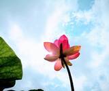 「ハスの花が開く。その奇跡の瞬間を撮りに「千葉公園」へ行こう！」の画像15