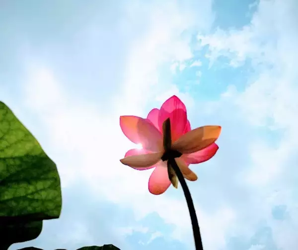 「ハスの花が開く。その奇跡の瞬間を撮りに「千葉公園」へ行こう！」の画像