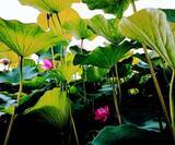 「ハスの花が開く。その奇跡の瞬間を撮りに「千葉公園」へ行こう！」の画像7