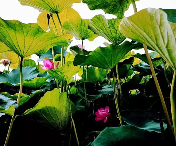 「ハスの花が開く。その奇跡の瞬間を撮りに「千葉公園」へ行こう！」の画像