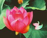 「ハスの花が開く。その奇跡の瞬間を撮りに「千葉公園」へ行こう！」の画像9