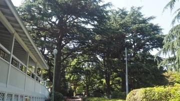 1本の木に会いに行く（６）横浜山手公園のヒマラヤ杉　＜神奈川県＞