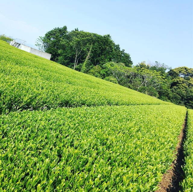 静岡茶を使ったかき氷「茶氷」を３０店舗が提案！【vol.２７：森木農園】