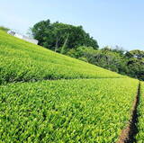 「静岡茶を使ったかき氷「茶氷」を３０店舗が提案！【vol.２７：森木農園】」の画像11