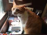 「「猫の街」神楽坂で見つけた猫好き必見スポット５選【現地ルポ】」の画像14