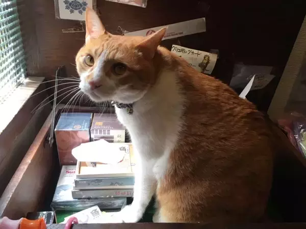 「「猫の街」神楽坂で見つけた猫好き必見スポット５選【現地ルポ】」の画像