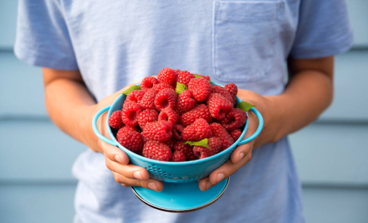 果物の生産量国内上位のミシガン州でラズベリー狩りを体験 19年8月31日 エキサイトニュース 3 3