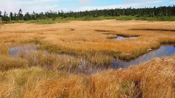 「絶景と秘湯に出会う山旅＜６＞紅葉の八幡平と藤七温泉」の画像