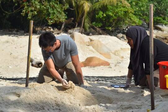 赤ちゃんガメとの触れ合いも！ウミガメと泳ぐならマレーシアの「聖地」レダン島が最適な理由【マレーシア】