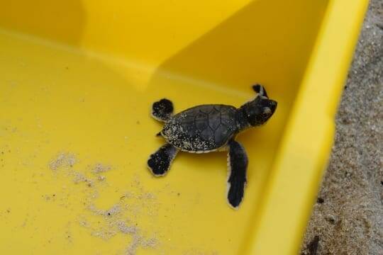 赤ちゃんガメとの触れ合いも！ウミガメと泳ぐならマレーシアの「聖地」レダン島が最適な理由【マレーシア】