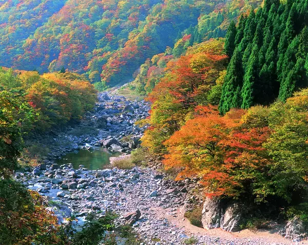 「【全国紅葉の絶景】ゆったりと穏やかに見る、福井県の紅葉人気スポット」の画像