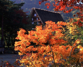 【全国紅葉の絶景】懐かしいふる里の風景を思い出す、岐阜県の紅葉人気スポット