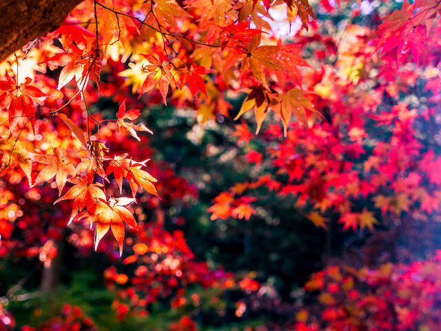 全国紅葉の絶景 ゆっくりのんびり見たい 埼玉県の紅葉人気スポット 19年10月7日 エキサイトニュース