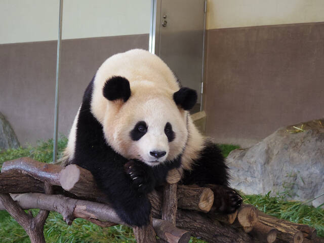 パンダをはじめ 大人気の動物に会える 動物園の年間入場者ランキング 19年10月5日 エキサイトニュース