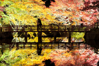 【全国紅葉の絶景】カラフルでゴージャスな紅葉、愛知県の紅葉人気スポット