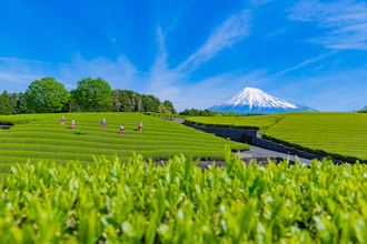 日本茶の本場「静岡」の底力。スイーツや茶畑など旅心をつかむ魅力とは