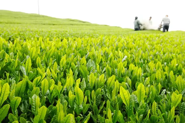 「日本茶の本場「静岡」の底力。スイーツや茶畑など旅心をつかむ魅力とは」の画像