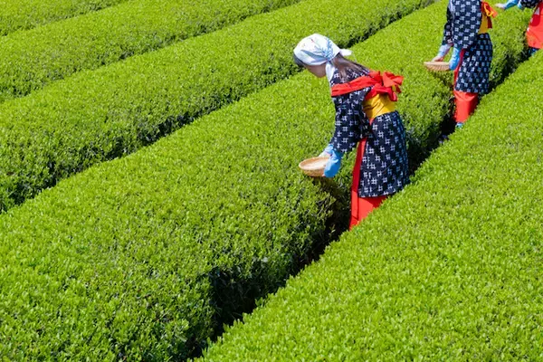 「日本茶の本場「静岡」の底力。スイーツや茶畑など旅心をつかむ魅力とは」の画像